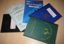 horse passport number