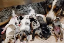 catahoula leopard dog for sale