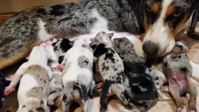 catahoula leopard dog for sale