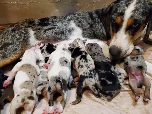 catahoula leopard dog for sale