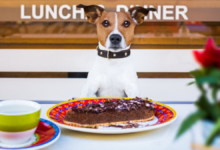 dog friendly restaurants near me
