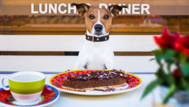 dog friendly restaurants near me