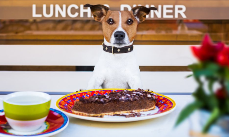 dog friendly restaurants near me