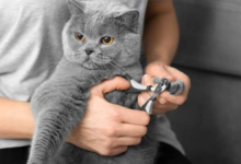 cat nail trimming near me