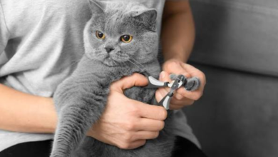 cat nail trimming near me