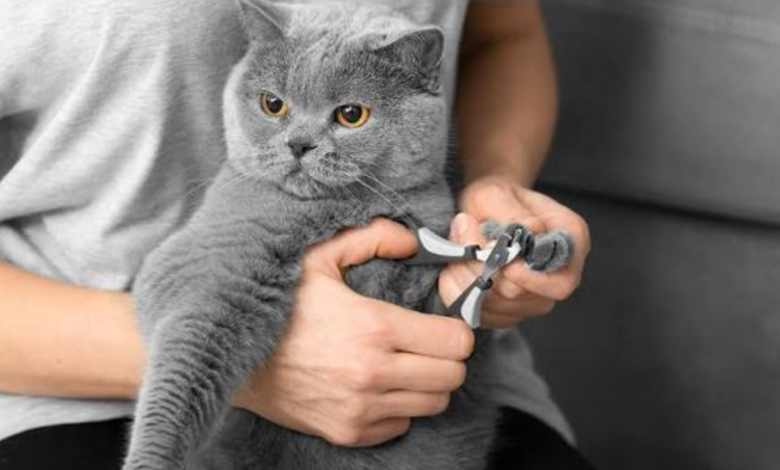 cat nail trimming near me