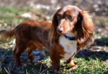 mini long haired dachshund