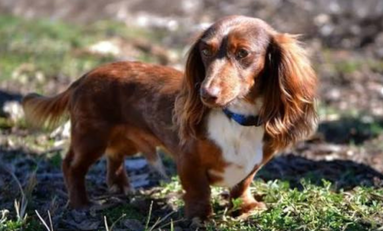 mini long haired dachshund
