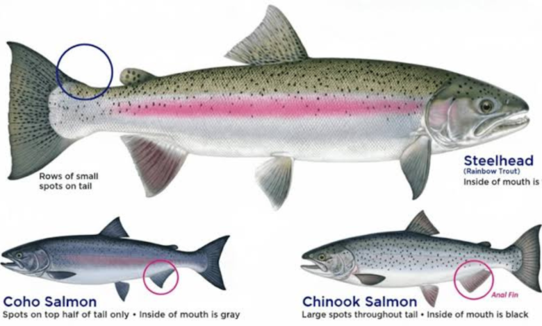 steelhead trout vs salmon