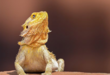 how long do bearded dragons live