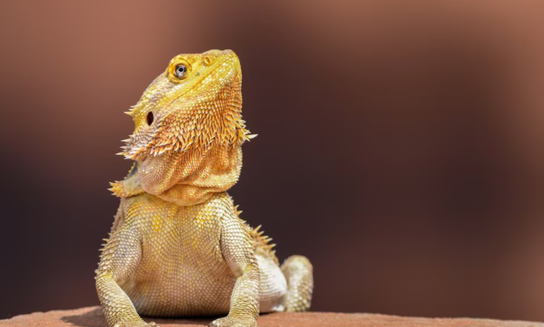 how long do bearded dragons live